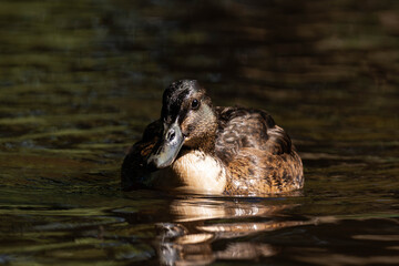 Brown duck swimming in a lake during summer.