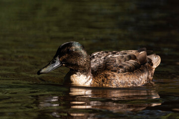 Brown duck swimming in a lake during summer.