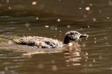 Mallard duckling swimming on a lake in the sunlight.