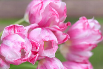 Obraz premium Macro photo of pink tulip buds against a natural green blurred background, soft and delicate spring feel