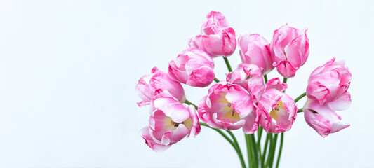  Pink tulips bouquet on white background. Spring floral arrangement with delicate petals. Minimalist style.