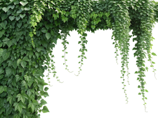 ivy covered wall transparent