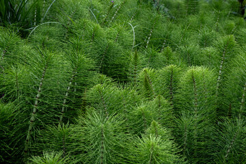 Equisetum telmateia, the great horsetail