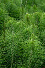 Equisetum telmateia, the great horsetail