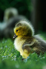 Canada geesling in the grass during summer.