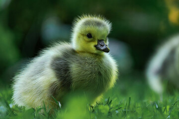 Canada geesling in the grass during summer.