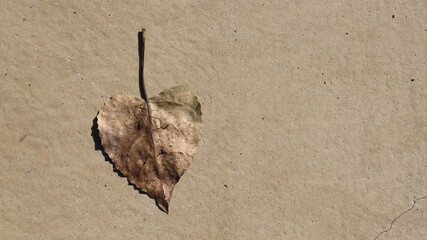 old paper texture