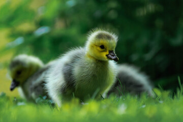 Canada geesling in the grass during summer.