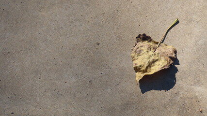 dry leaf on the ground