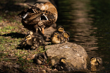 Group of mallard ducklings with their mother duck at a lake in the sunlight.