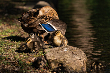 Group of mallard ducklings with their mother duck at a lake in the sunlight.