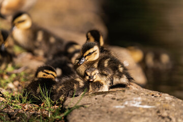 Group of mallard ducklings at a lake in the sunlight.