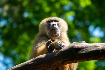 portrait of a bamboo (Cercopithecidae)