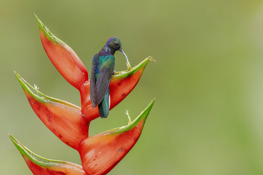 Hummingbird Violet Sabrewing feeding on the beautiful flower in tropical forest.