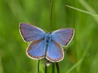 niebieski motyl © Pawe