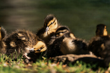 Group of mallard ducklings at a lake in the sunlight.