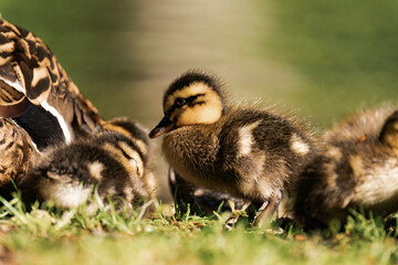 Group of mallard ducklings at a lake in the sunlight.