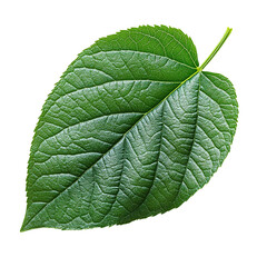 Obraz premium green leaf on white background