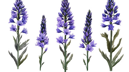 Fototapeta premium Captivating Veronica flowers blooming with grace a symbol of fidelity and healing found in on transparent background