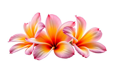 Fototapeta premium Vibrant Tropical Flowers on a Pure White Background with Saturated Colors