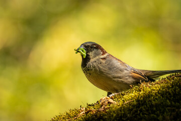 Obraz premium Eurasian tree sparrow on a branch (Passer montanus)