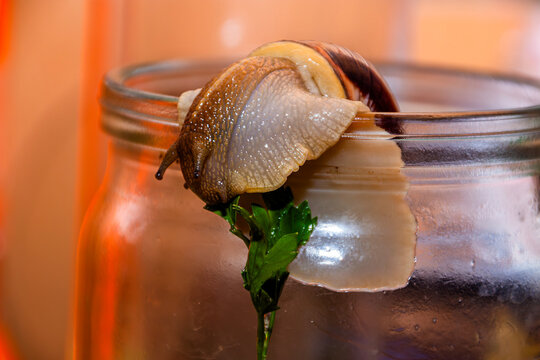 A small snail with long antennae on its head eats tasty green parsley while sitting on the edge of a transparent glass jar	
