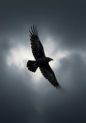 Obraz premium Shadow Wings, Sun's Embrace