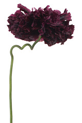 poppy