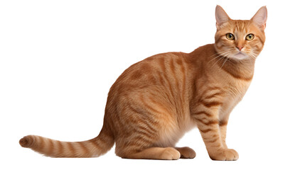 cat transparent background png