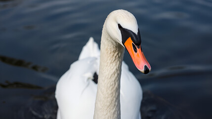 Obraz premium Closeup of a white swan swimming in the river in Limerick, Ireland
