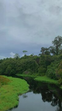Tropical Forest and Swamp with Birdsong Ambience