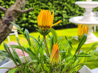 yellow flowers in the garden
