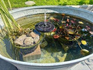 Gartenteich mit Pflanzen © Tobias