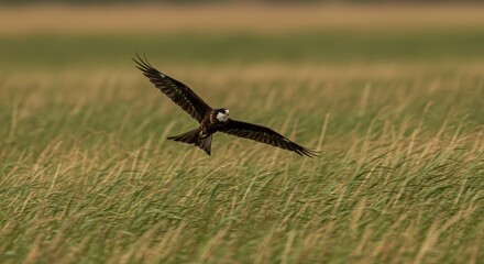 Obraz premium Stunning Harrier Hawk Gliding Effortlessly Above the Golden Meadow