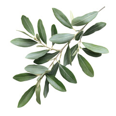 Fototapeta premium Olive Tree Leaves Isolated on white transparent background, cutout