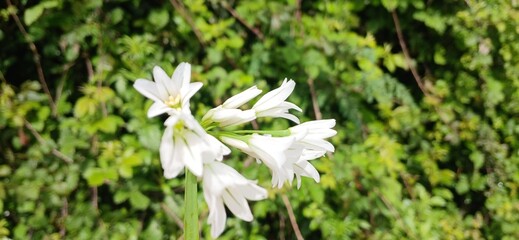white spring flowers