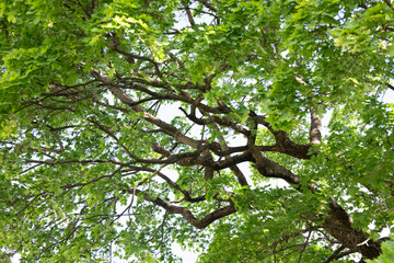 Big tree