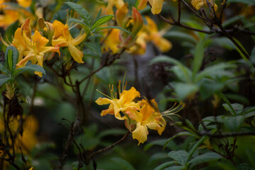 yellow flower in the garden