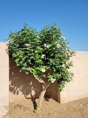 Anacahuita tree (also known as Cordia Boissieri, White Cordia, Mexican olive, Texas wild olive) flowering during Arizona spring