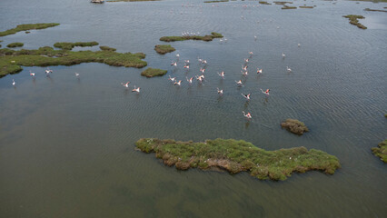  An aerial capture of flamingos scattered across shallow waters, gracefully surrounding a small, lush islet in tranquil formation.