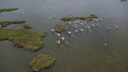  An aerial capture of flamingos scattered across shallow waters, gracefully surrounding a small, lush islet in tranquil formation.