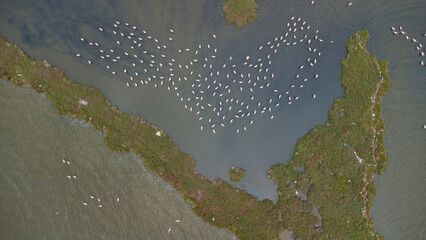 Flamingos in Pond – Aerial Shot