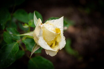 Close-up of a white rose in the garden.