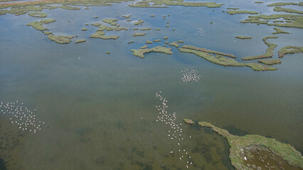 Flamingos in Pond – Aerial Shot
