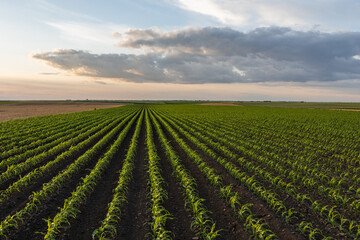  Sunrise over a field of young corn.