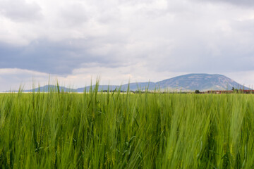 Scenic view of an agricultural field against the sky in the village.