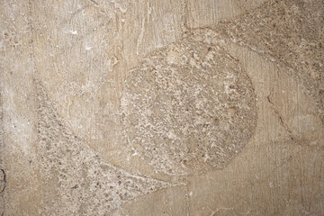 Closeup of textured limestone surface with fossil imprint
