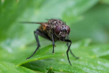 Naklejka premium fliege