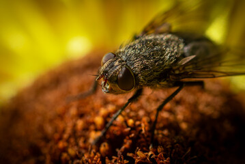 fliege