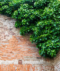 Old brick wall partially covered with green ivy leaves
